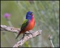 _8SB8392 painted bunting